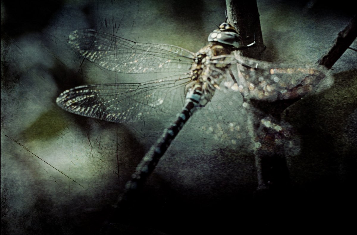 fairy queen has no name